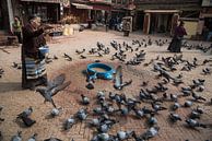 Tauben auf einem Platz in Kathmandu bekommen Futter | Nepal von Photolovers reisfotografie Miniaturansicht