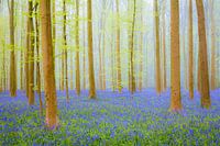 La colline de Bluebell dans une forêt de hêtres lors d'une matinée de printemps