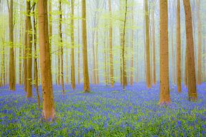 La colline de Bluebell dans une forêt de hêtres lors d'une matinée de printemps sur Sjoerd van der Wal