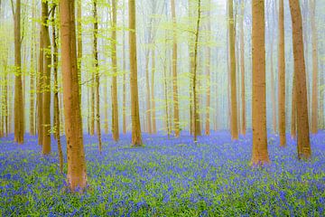 Bluebell hill in a Beech Tree forest during a springtime morning