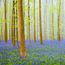 Hallerbos