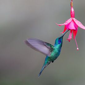 Colibri à côté d'une fleur sur Henk Bogaard