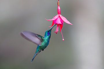 Colibri à côté d'une fleur sur Henk Bogaard