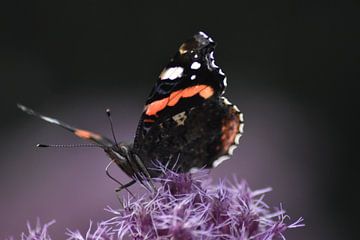 Atalanta vlinder in close up. van Sybren Mulder
