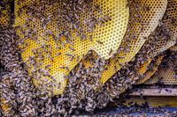 Fleißige Bienen