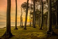 Sonnenaufgang im Gespensterwald Nienhagen
