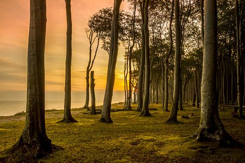 Sunrise in the ghost forest Nienhagen