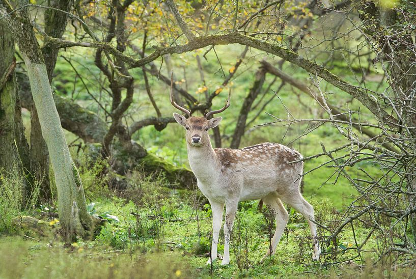 Ein junger, heller Hirsch. von WeVaFotografie