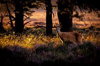 last light in the forest by jowan iven thumbnail