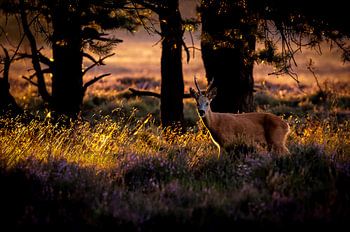 dernière lumière dans la forêt