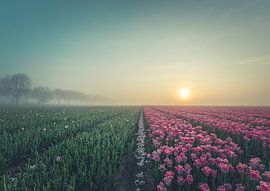 Tulip fields just after the sunrise. by Tomasz Baranowski