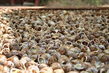 Escargot van Babette Veenendaal