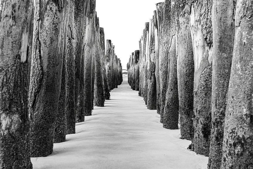 Heads of stilts on the Opal Coast, France by Rietje Bulthuis