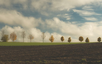 Aufnahme einer Baumreihe im Herbst in Mecklenburg