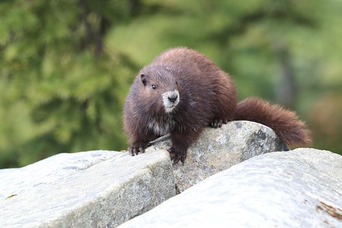 Vancouver Eiland Marmot, Marmota vancouverensis, Mount Washington, Vancouver Eiland, BC, Canada