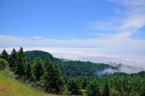 Wolken die het Mount Tamalpais State Park bedekken