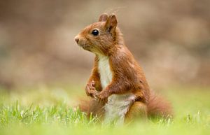 Ein Eichhörnchen von Menno Schaefer