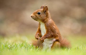 Red Squirrel  by Menno Schaefer
