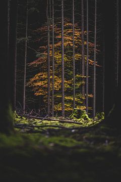 Herfst gevangen