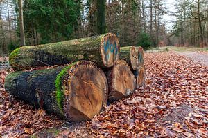 Baumstämme liegen entlang eines Waldweges in Drenthe von Evert Jan Luchies