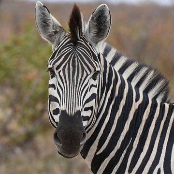 Op safari in Kruger Park, Zuid-Afrika: Portret van zebra van Rini Kools