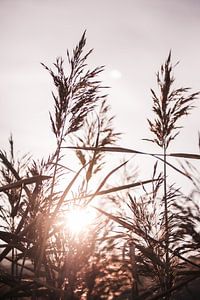 Nature avec coucher de soleil 3