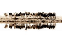 cows in a row (sepia) - seen at vtwonen