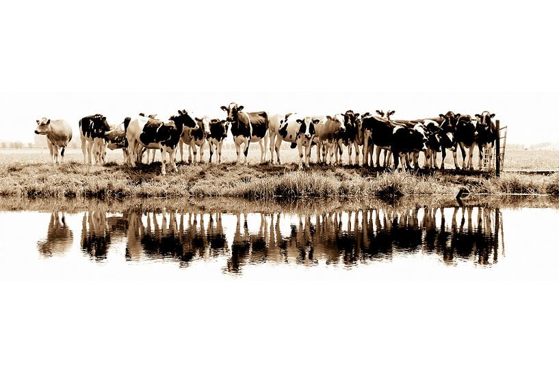 Kühe in einer Reihe (Sepia) - gesehen bei vtwonen von Annemieke van der Wiel