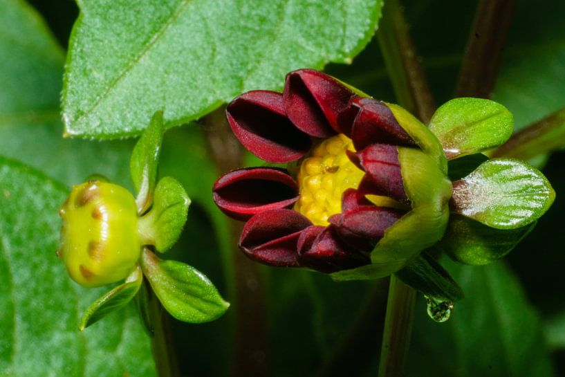 Dahlia rood/geel, groen. par Johan Slagers