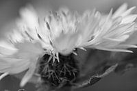 Nahaufnahme einer  Blume am Strassenrand in Schwarz-Weiss