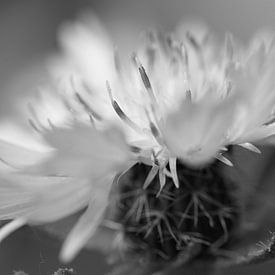 Nahaufnahme einer  Blume am Strassenrand in Schwarz-Weiss von Charlotte Serrarens