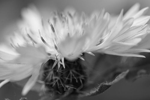 Nahaufnahme einer  Blume am Strassenrand in Schwarz-Weiss von Charlotte Serrarens