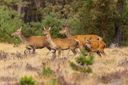 Edelherten op de Hoge Veluwe, Nederland