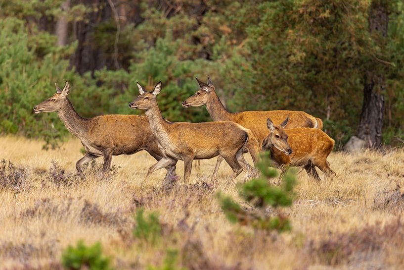 Red deer on the Hoge Veluwe, Netherlands by Gert Hilbink