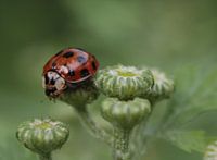 Lieveheersbeestje rood