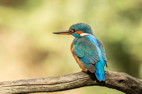 Ijsvogel vissend op tak