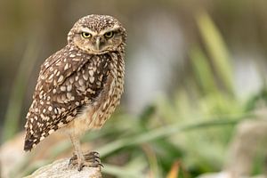 Kanincheneule von Marc Hederik Fotografie