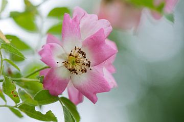 Roze bloem van Tamara Witjes