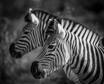 Steppezebra's van Jorn Goosen