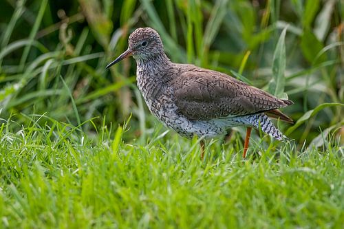 Tureluur : Diergaarde Blijdorp