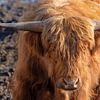 Schotse Hooglanders (Galloway) van t.ART