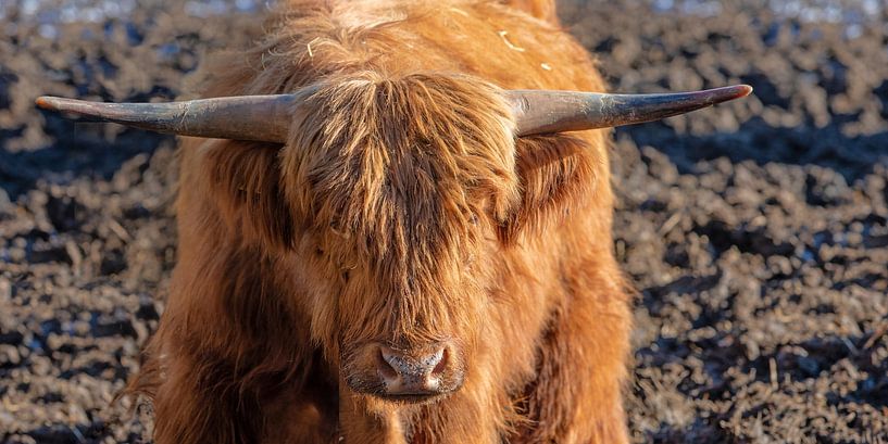 Scottish Highland Cattle (Galloway) by t.ART