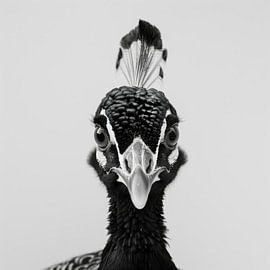 Paon en noir et blanc sur Poster Art Shop