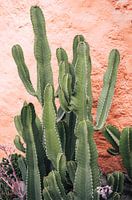 Cacti in Peru