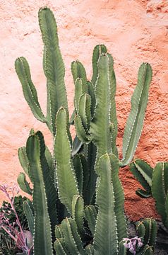 Cactussen in Peru van Karlijn Meulman