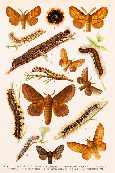 Plaque en couleur avec de grands papillons et leurs chenilles par Studio Wunderkammer