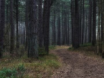 Forest walk by Hendrik-Jan Deelstra