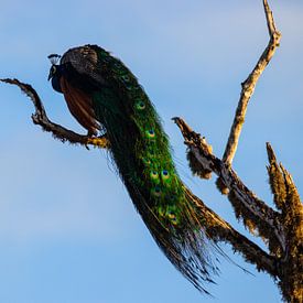 Peacock in Sri Lanka by Julie Brunsting