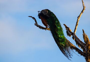 Peacock in Sri Lanka by Julie Brunsting