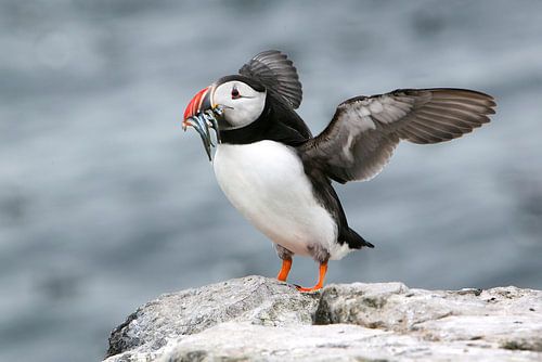 Papageientaucher auf den Farne-Inseln